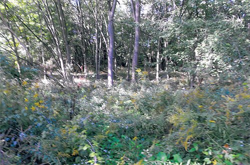 Low ground near center of property, Houghton much soils type, potential excavated pond site - REAL ESTATE AUCTION, 5.1 Acre Building Site, Sealed Bid Auction